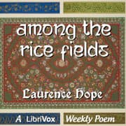 Among the Rice Fields